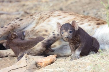 Spotted Hyaena / Crocuta crocuta
