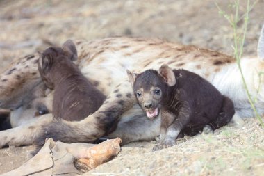 Spotted Hyaena / Crocuta crocuta