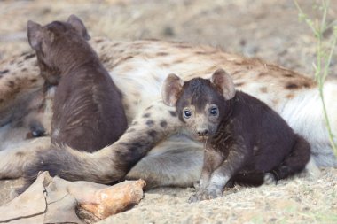 Spotted Hyaena / Crocuta crocuta