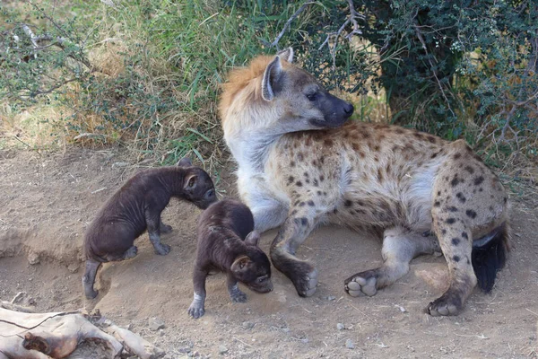 Spotted Hyaena Crocuta Crocuta — Stok fotoğraf