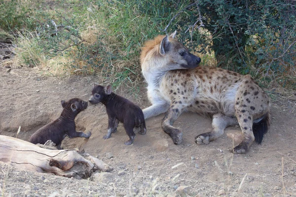 Spotted Hyaena Crocuta Crocuta — Fotografia de Stock