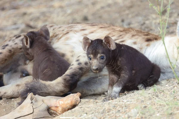 Spotted Hyaena Crocuta Crocuta — Stockfoto