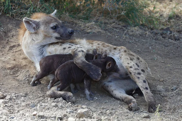 Εντοπίστηκε Hyaena Crocuta Crocuta — Φωτογραφία Αρχείου