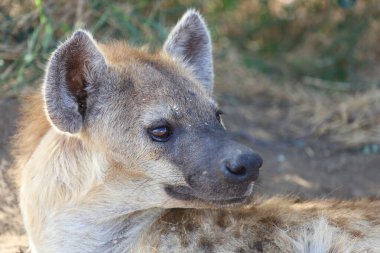 Spotted Hyaena / Crocuta crocuta