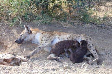 Spotted Hyaena / Crocuta crocuta