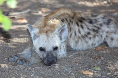 Spotted Hyaena / Crocuta crocuta