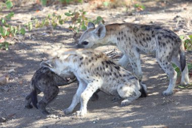 Spotted Hyaena / Crocuta crocuta
