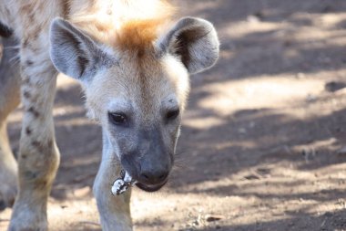 Spotted Hyaena / Crocuta crocuta