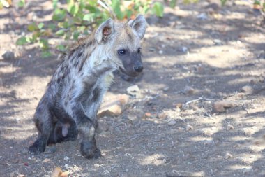 Spotted Hyaena / Crocuta crocuta