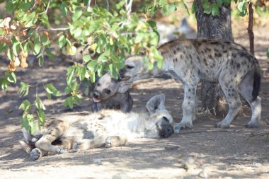 Spotted Hyaena / Crocuta crocuta