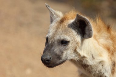 Spotted Hyaena / Crocuta crocuta