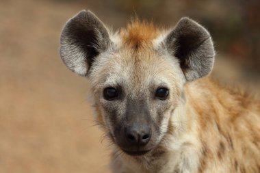 Spotted Hyaena / Crocuta crocuta