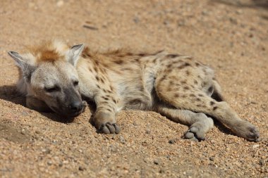 Spotted Hyaena / Crocuta crocuta