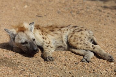 Spotted Hyaena / Crocuta crocuta