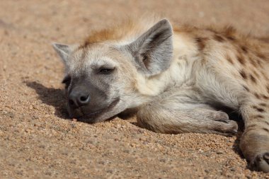 Spotted Hyaena / Crocuta crocuta