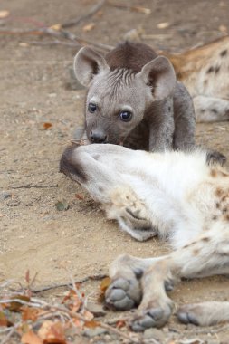 Spotted Hyaena / Crocuta crocuta