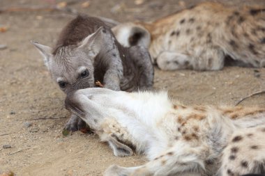 Spotted Hyaena / Crocuta crocuta