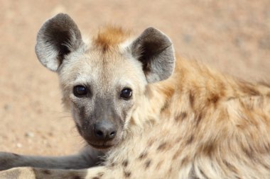 Spotted Hyaena / Crocuta crocuta