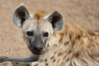 Spotted Hyaena / Crocuta crocuta