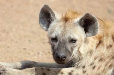 Spotted Hyaena / Crocuta crocuta
