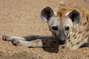 Spotted Hyaena / Crocuta crocuta