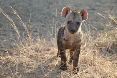 Spotted Hyaena / Crocuta crocuta