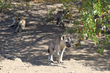 Spotted Hyaena / Crocuta crocuta