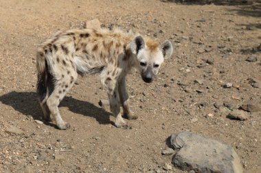 Spotted Hyaena / Crocuta crocuta