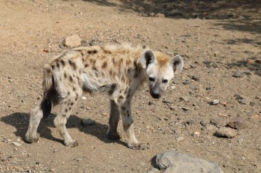 Spotted Hyaena / Crocuta crocuta