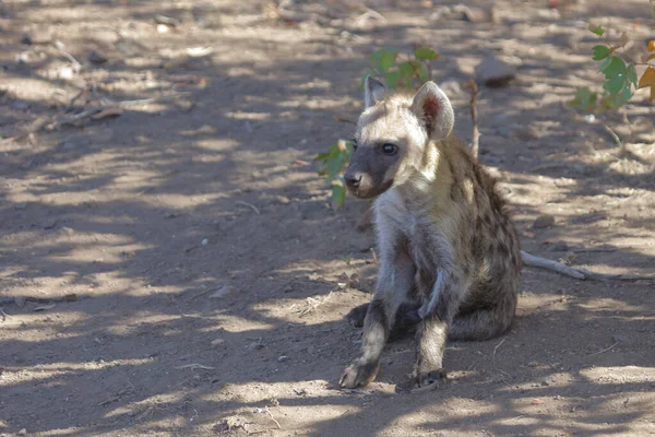 Spotted Hyaena Crocuta Crocuta — Stockfoto