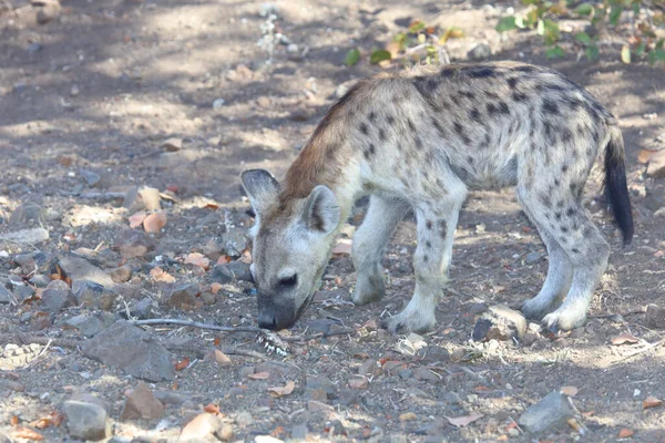 Εντοπίστηκε Hyaena Crocuta Crocuta — Φωτογραφία Αρχείου