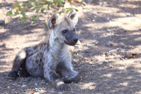 Εντοπίστηκε Hyaena Crocuta Crocuta — Φωτογραφία Αρχείου