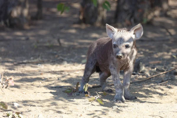 Εντοπίστηκε Hyaena Crocuta Crocuta — Φωτογραφία Αρχείου