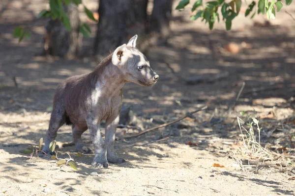 Εντοπίστηκε Hyaena Crocuta Crocuta — Φωτογραφία Αρχείου