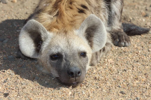 Εντοπίστηκε Hyaena Crocuta Crocuta — Φωτογραφία Αρχείου