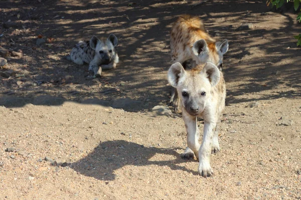 Spotted Hyaena Crocuta Crocuta — Foto de Stock