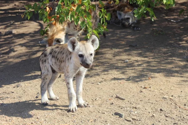 Spotted Hyaena Crocuta Crocuta — Zdjęcie stockowe