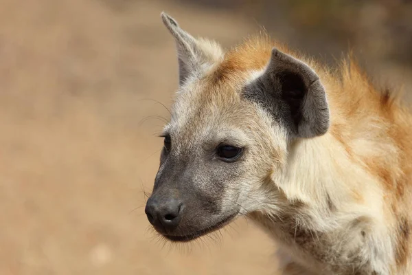 Spotted Hyaena Crocuta Crocuta — Fotografia de Stock