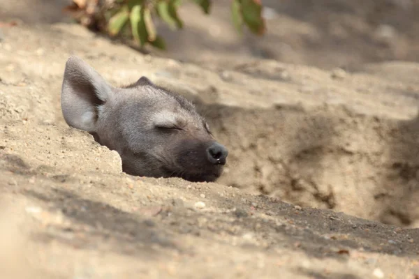 Εντοπίστηκε Hyaena Crocuta Crocuta — Φωτογραφία Αρχείου