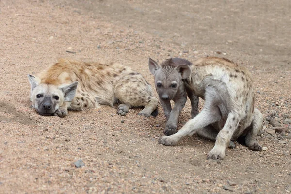 Spotted Hyaena Crocuta Crocuta — Zdjęcie stockowe