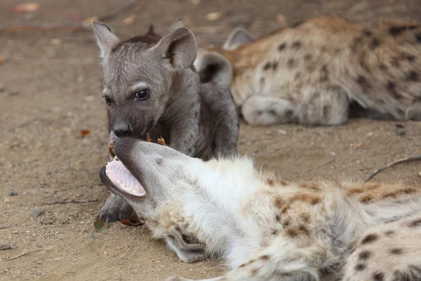 Εντοπίστηκε Hyaena Crocuta Crocuta — Φωτογραφία Αρχείου