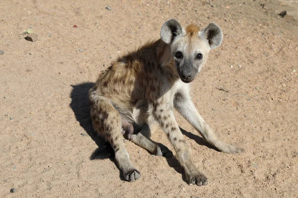 Spotted Hyaena Crocuta Crocuta — Stock Fotó