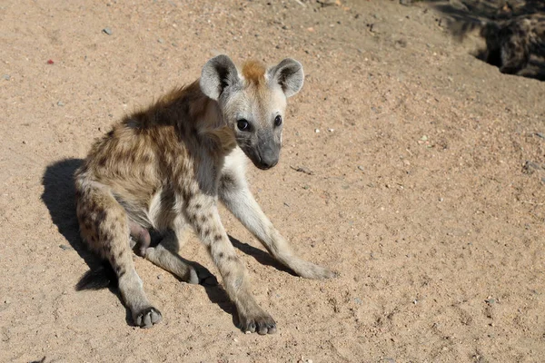 Spotted Hyaena Crocuta Crocuta — Zdjęcie stockowe