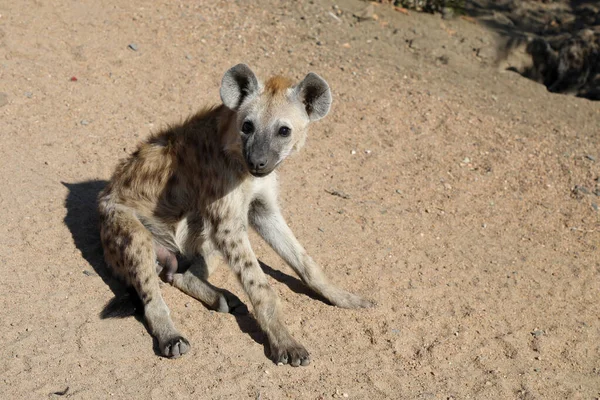 Spotted Hyaena Crocuta Crocuta — Zdjęcie stockowe