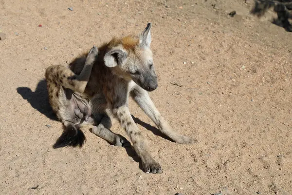 Spotted Hyaena Crocuta Crocuta — Zdjęcie stockowe