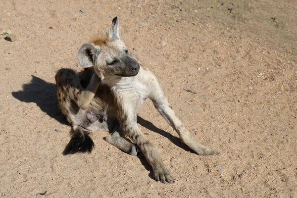 Spotted Hyaena Crocuta Crocuta — Zdjęcie stockowe