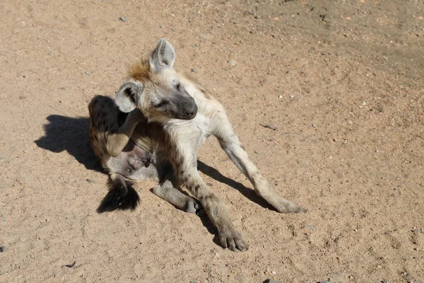 Spotted Hyaena Crocuta Crocuta — Zdjęcie stockowe