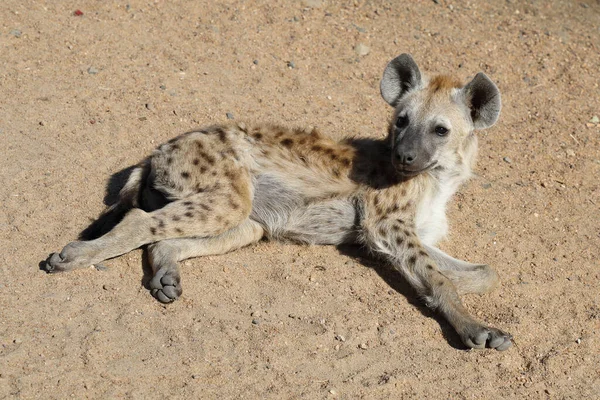 Spotted Hyaena Crocuta Crocuta — Zdjęcie stockowe