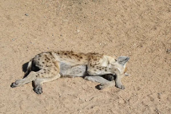 Spotted Hyaena Crocuta Crocuta — Zdjęcie stockowe