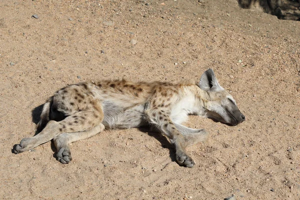 Spotted Hyaena Crocuta Crocuta — Zdjęcie stockowe